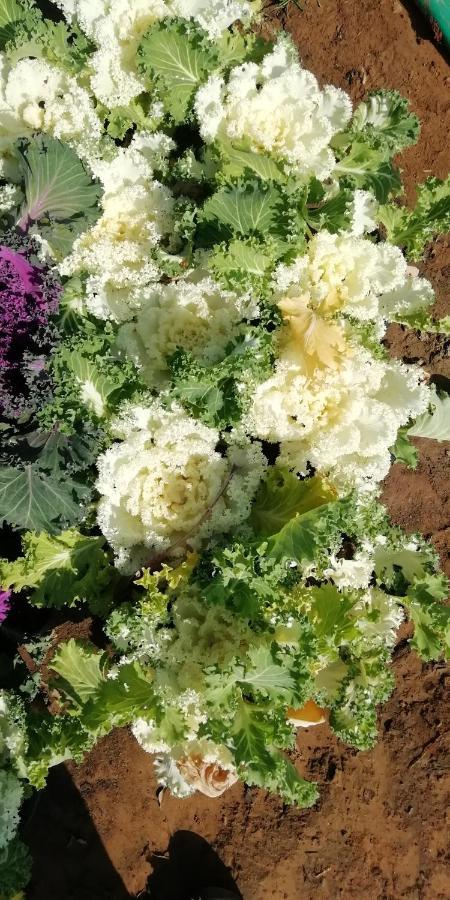 كامال فيلاز بوشكار المظهر الخارجي الصورة